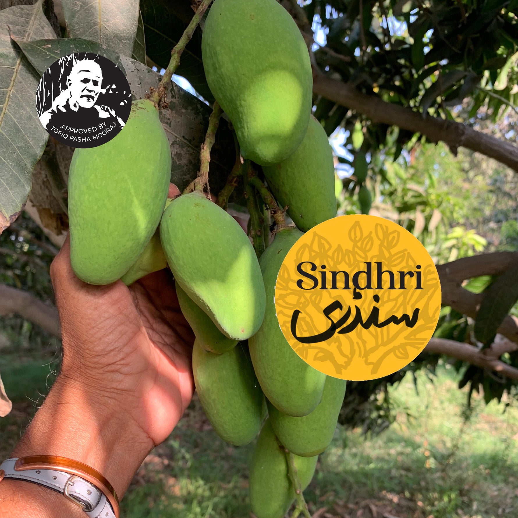Sindhri Mango
