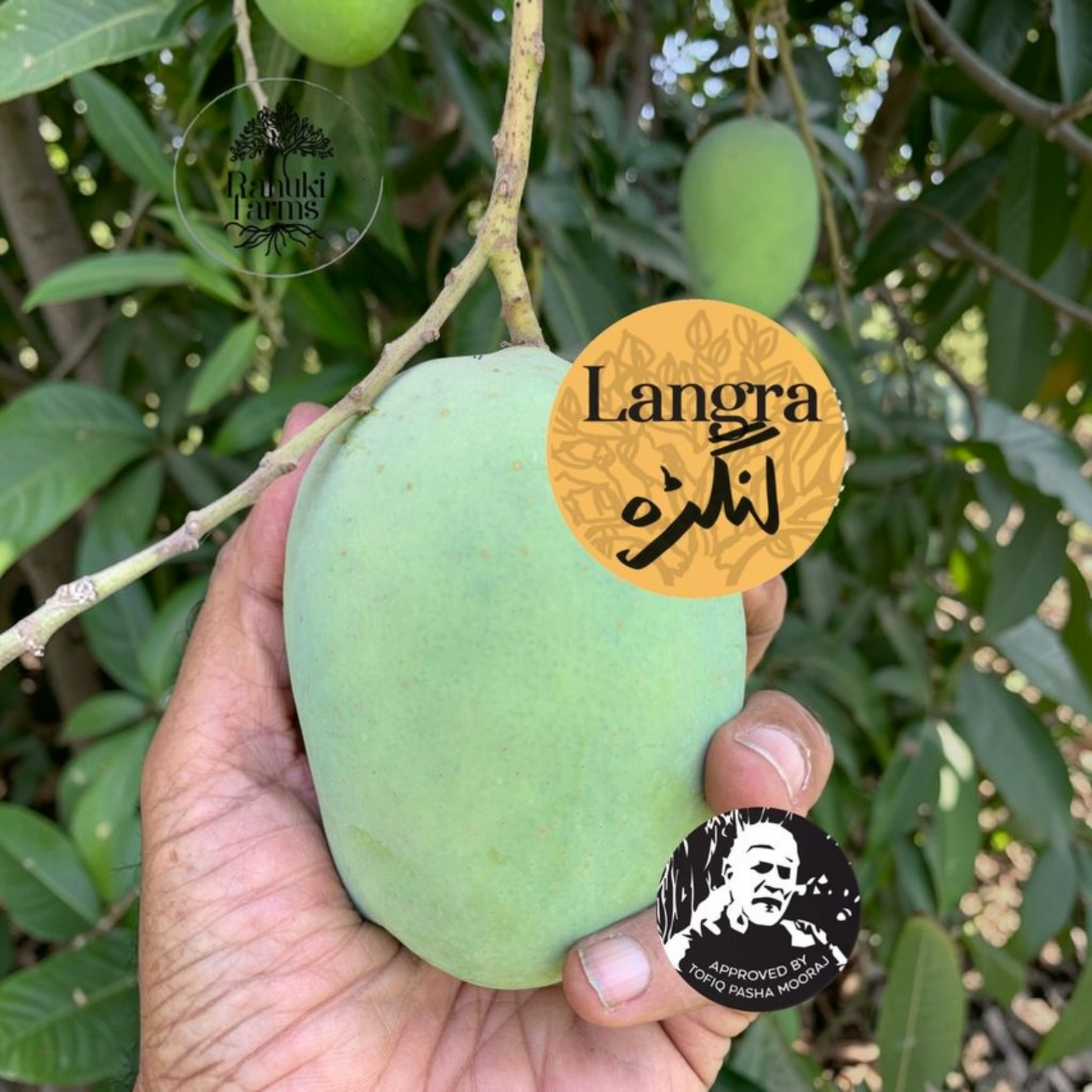 Langra Mango
