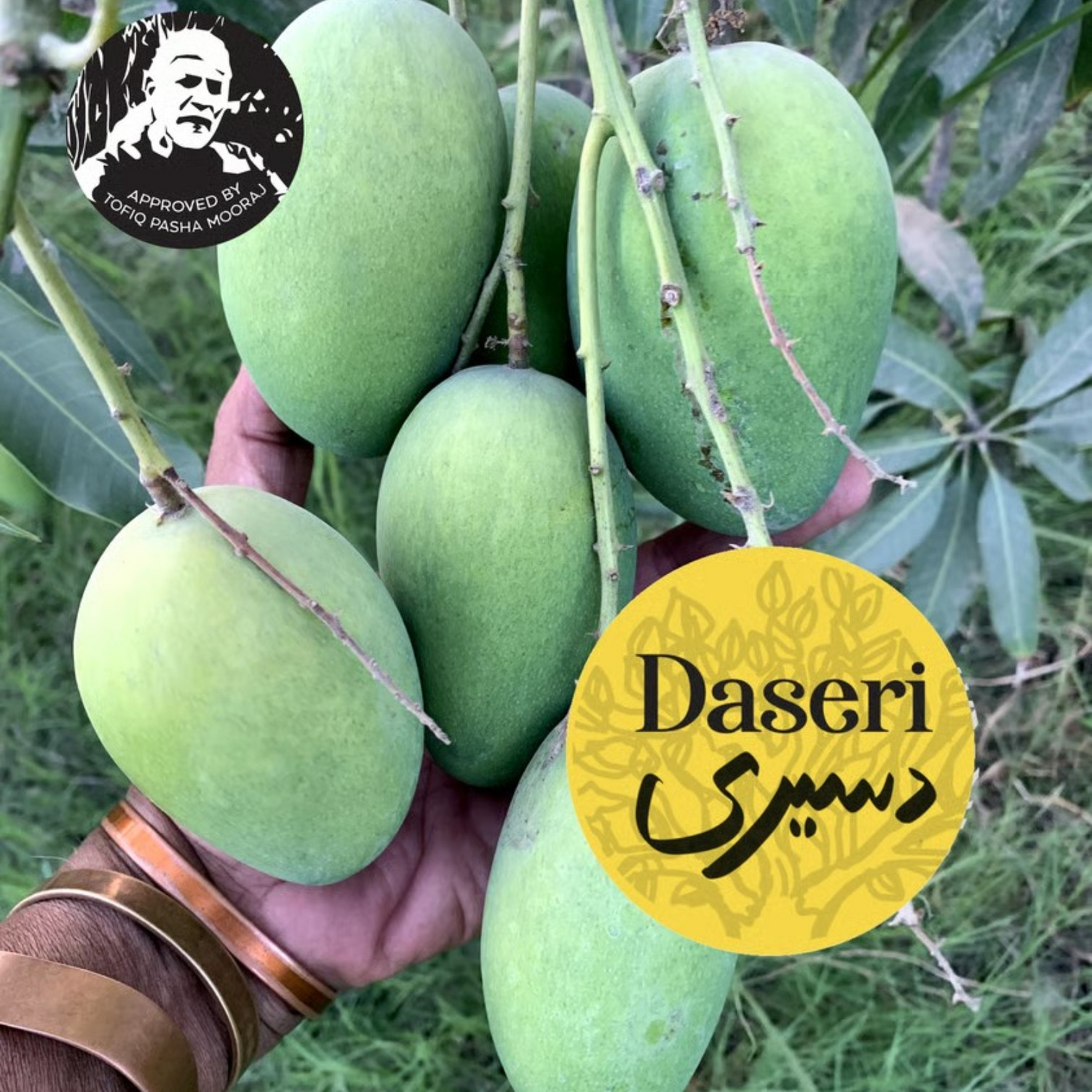 Daseri Mango